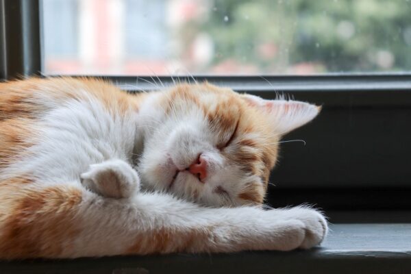 Slapende kat